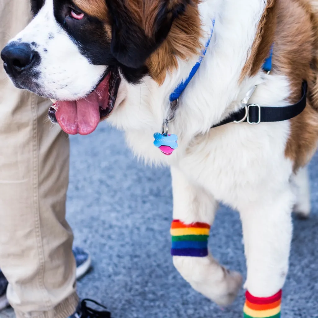 Rainbow Sweatband Set